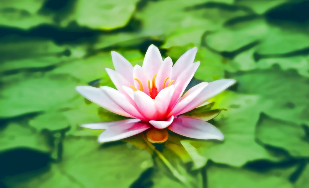Photo by Pixabay: https://www.pexels.com/photo/close-up-photography-of-pink-lotus-158465/